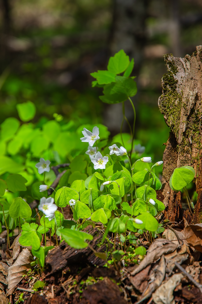 Изображение особи Oxalis acetosella.