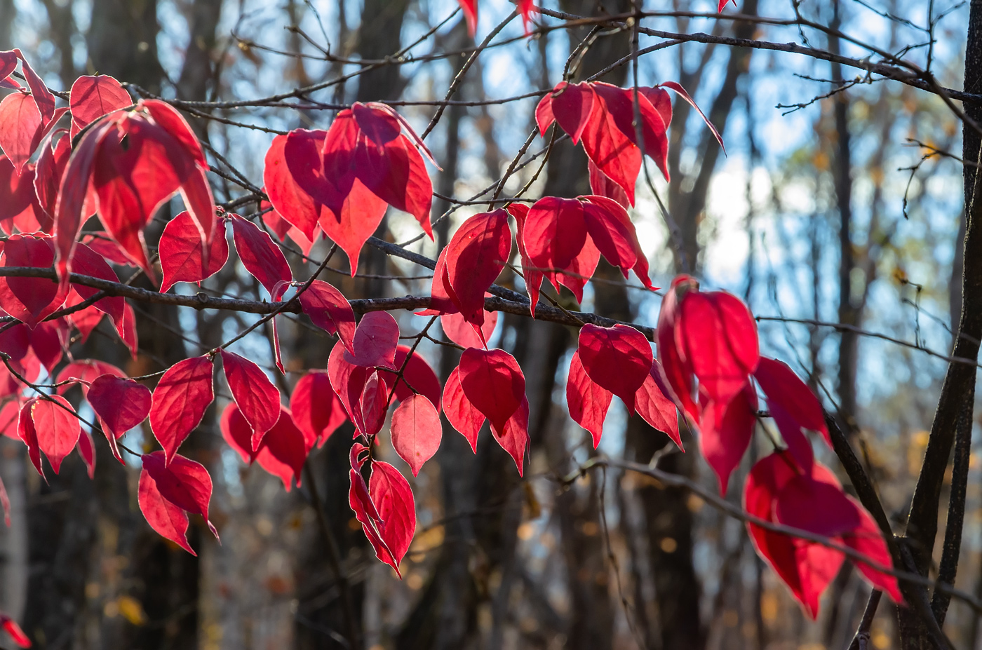 Image of genus Euonymus specimen.