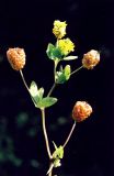 Trifolium aureum