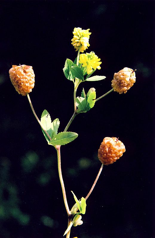 Изображение особи Trifolium aureum.