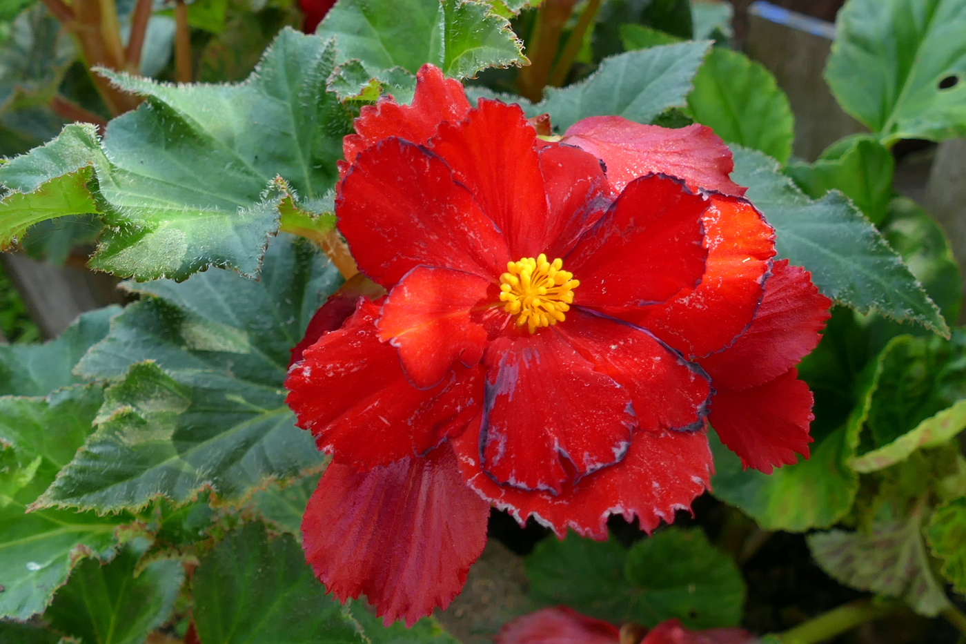 Image of Begonia × tuberhybrida specimen.