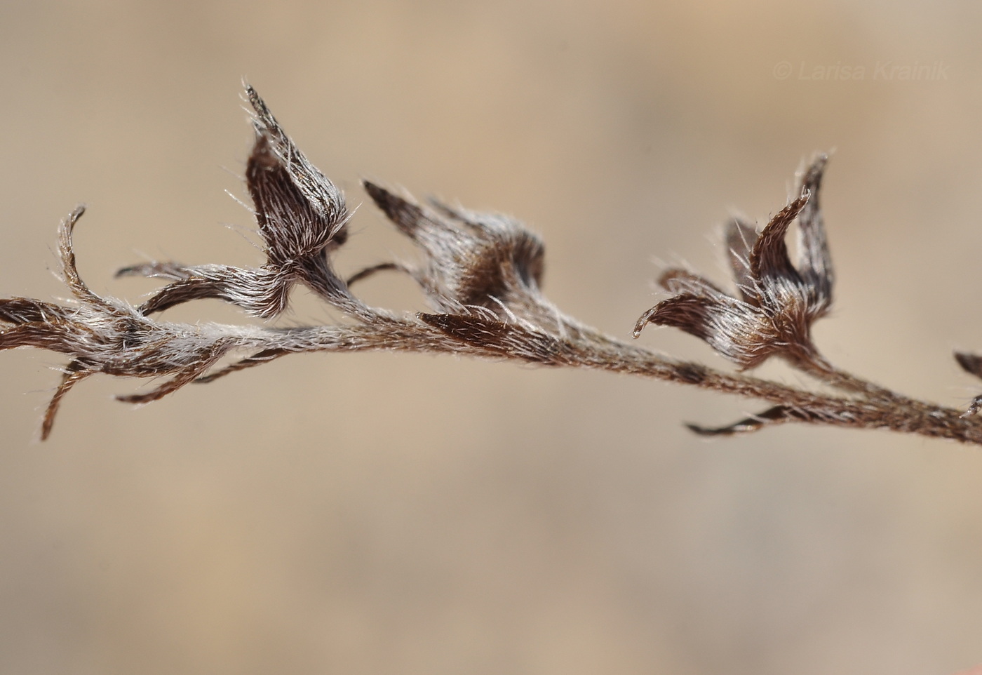 Изображение особи семейство Boraginaceae.