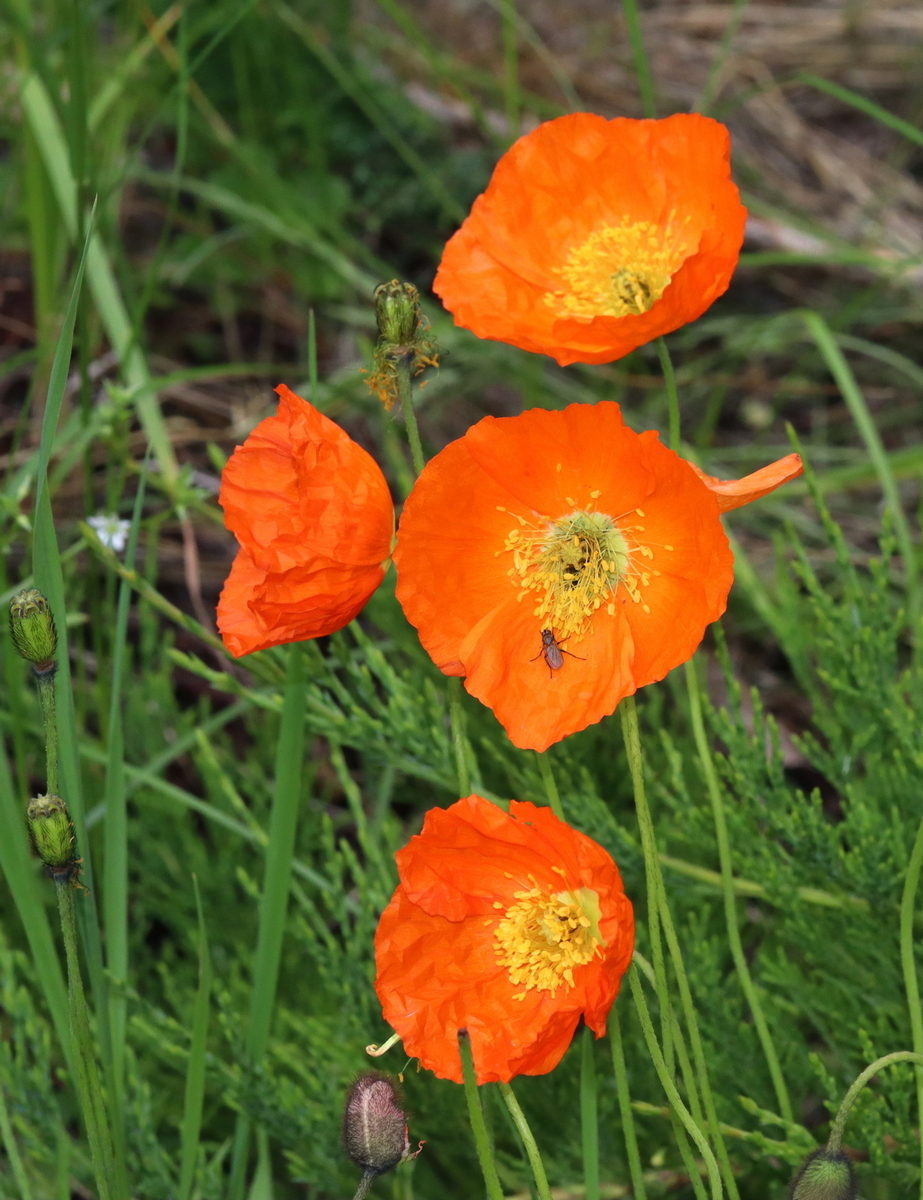 Image of Papaver atlanticum specimen.