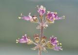 семейство Lamiaceae. Верхушка соцветия. Вьетнам, пров. Кханьхоа, г. Нячанг, окр. водохранилища Ам Чуа (Ho Am Chua), насыпь. 23.02.2026.