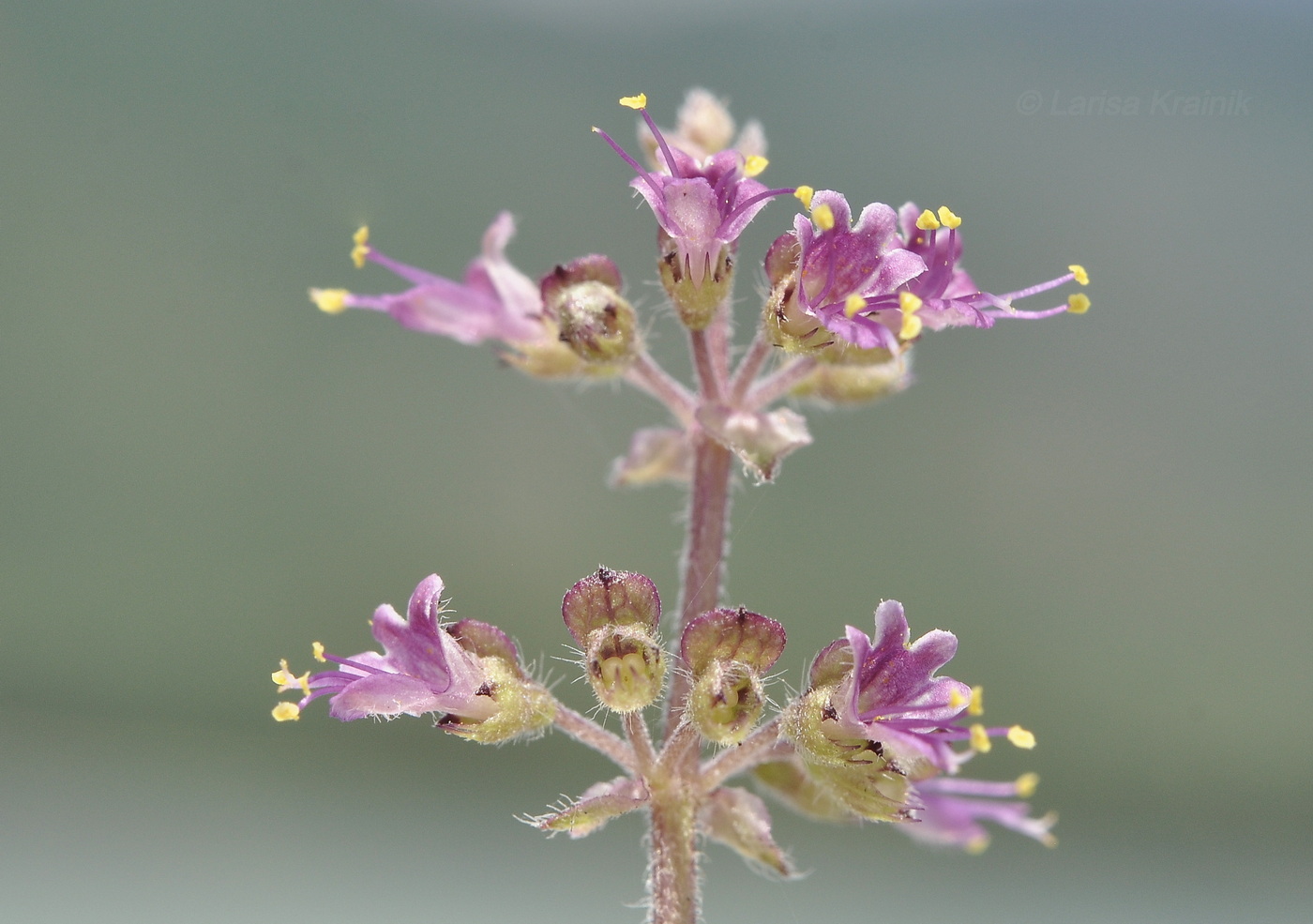 Изображение особи семейство Lamiaceae.