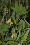 Uvularia grandiflora. Верхушка побега цветущего растения среди Aegopodium podagraria и на заднем плане бутон Taraxacum officinale. Томская обл., г. Томск, Сибирский ботанический сад Томского государственного университета, в культуре. 01.06.2026.