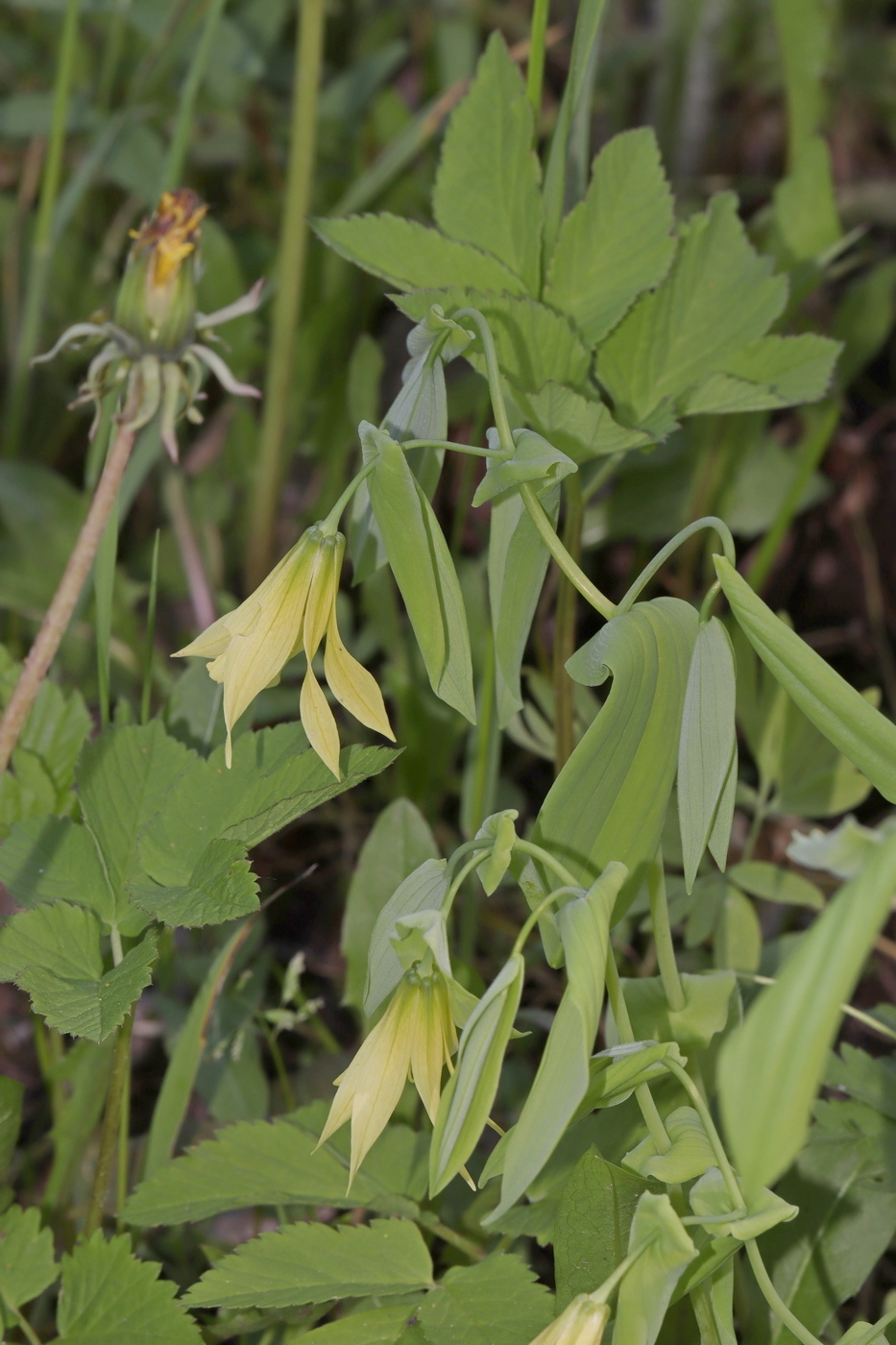 Image of Uvularia grandiflora specimen.