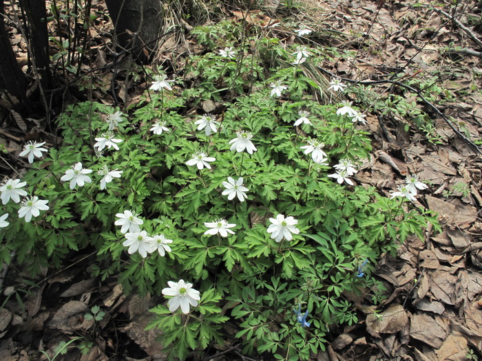 Image of Anemone amurensis specimen.