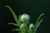 Cephalaria gigantea. Верхушка побега с бутонизирующим соцветием. Нижегородская обл., в культуре. 16.06.2026.