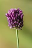 Allium rotundum