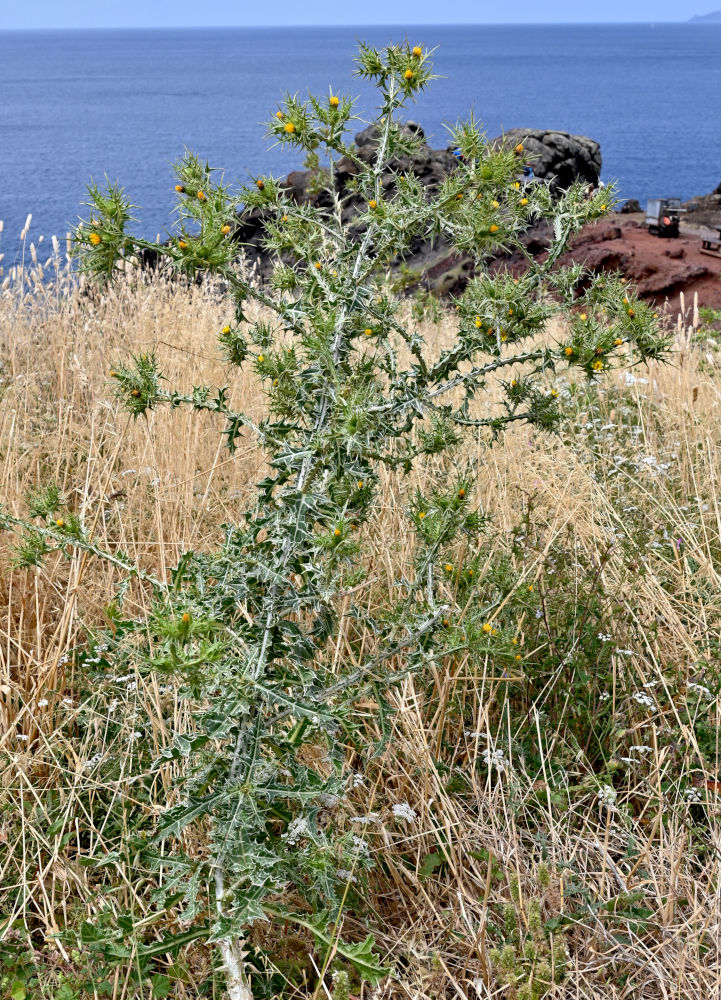 Image of Scolymus maculatus specimen.