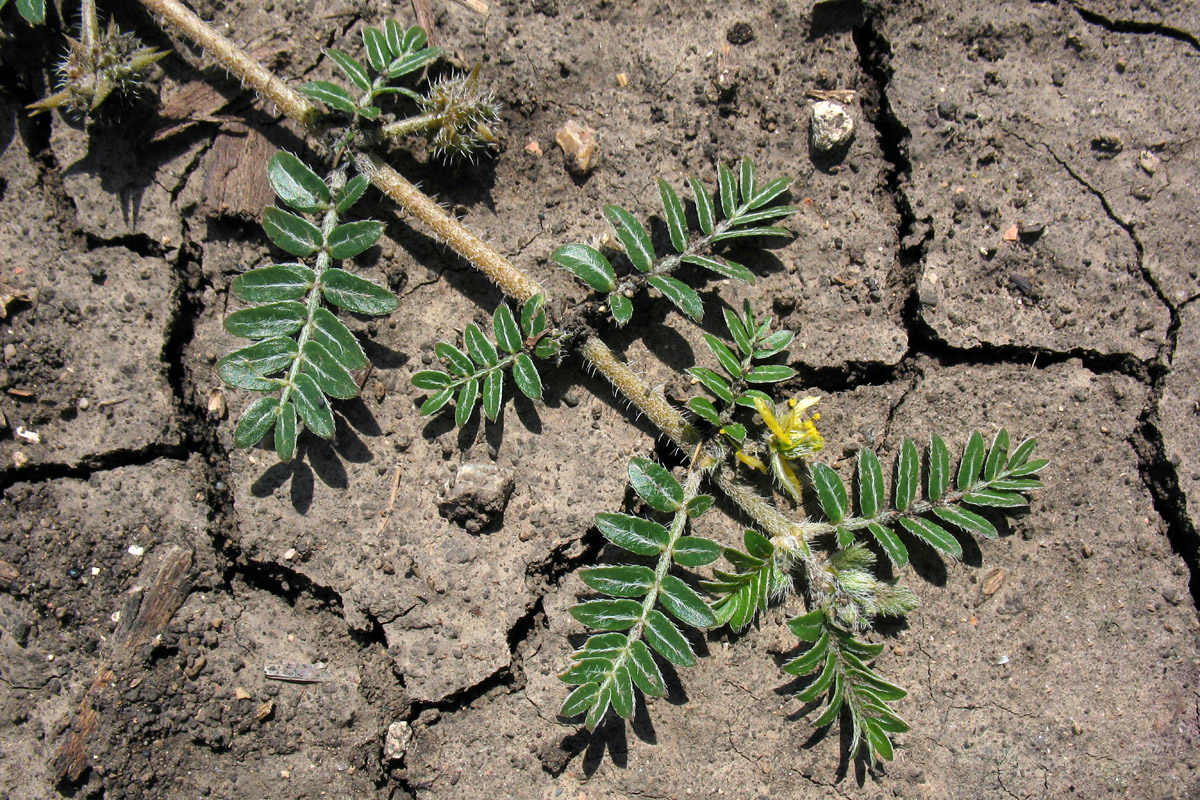 Изображение особи Tribulus terrestris.