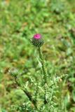 genus Carduus
