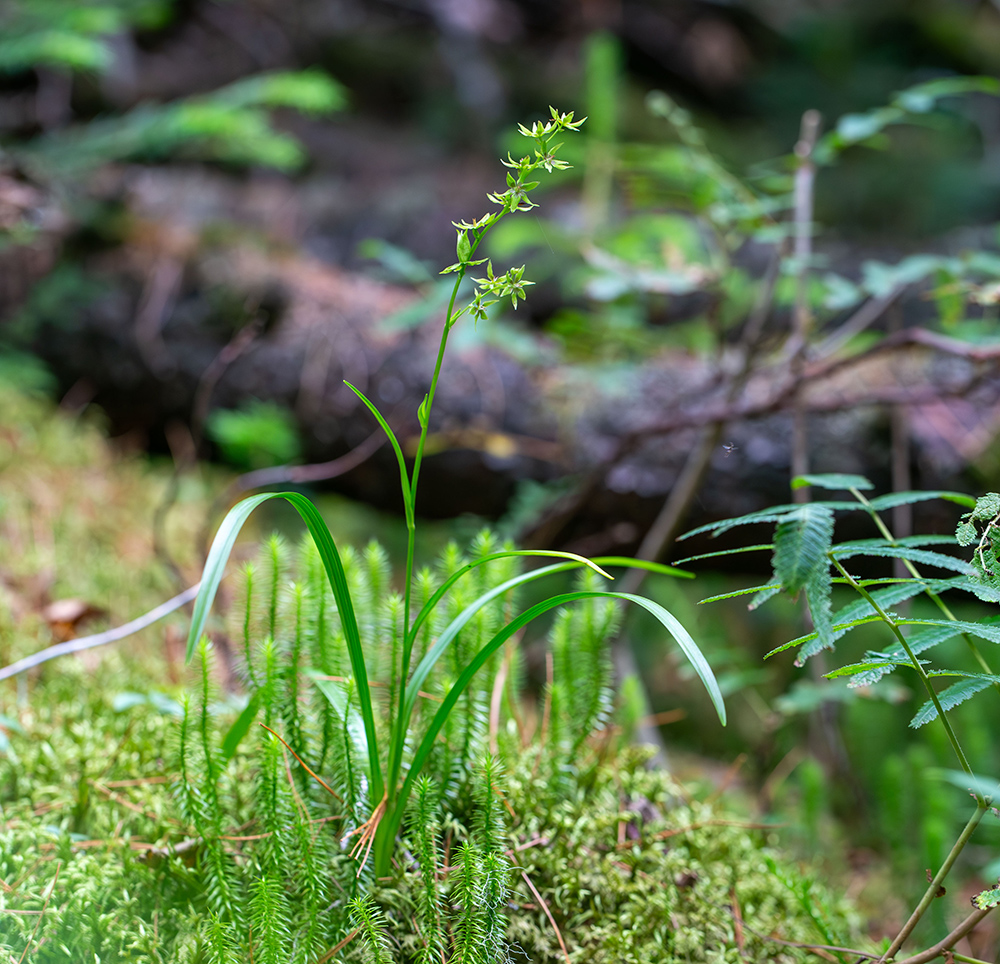 Image of Veratrum anticleoides specimen.