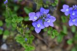 genus Veronica. Цветки. Турция, ил Артвин, окр. монастыря Парехи, левый борт долины, край скальной тропы (справа обрыв, слева отвес). 12 июня 2026 г.