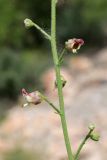 род Scrophularia