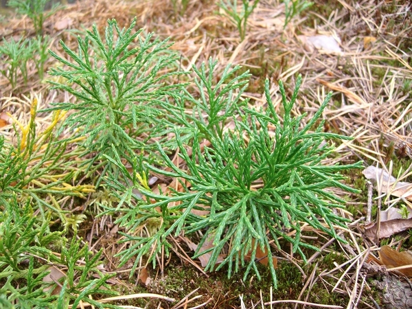 Изображение особи Diphasiastrum complanatum.