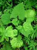 Cicerbita macrophylla. Вегетирующее растение с мозаичной окраской листьев. Краснодарский край, муниципальное образование город-курорт Сочи, Адлерский р-н, Кудепстинский сельский округ, окр. пос. Дубравный, Кудепстинский дендропарк, широколиственный лес. 05.07.2024.