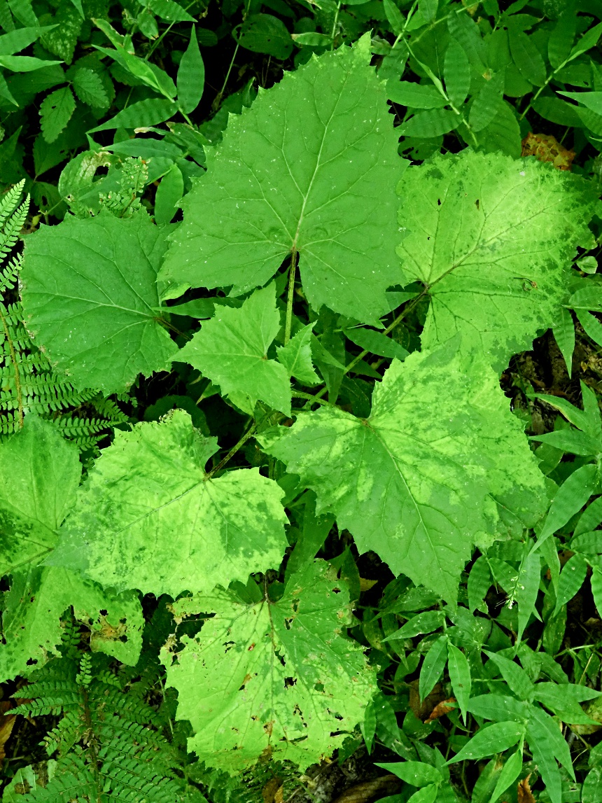 Изображение особи Cicerbita macrophylla.