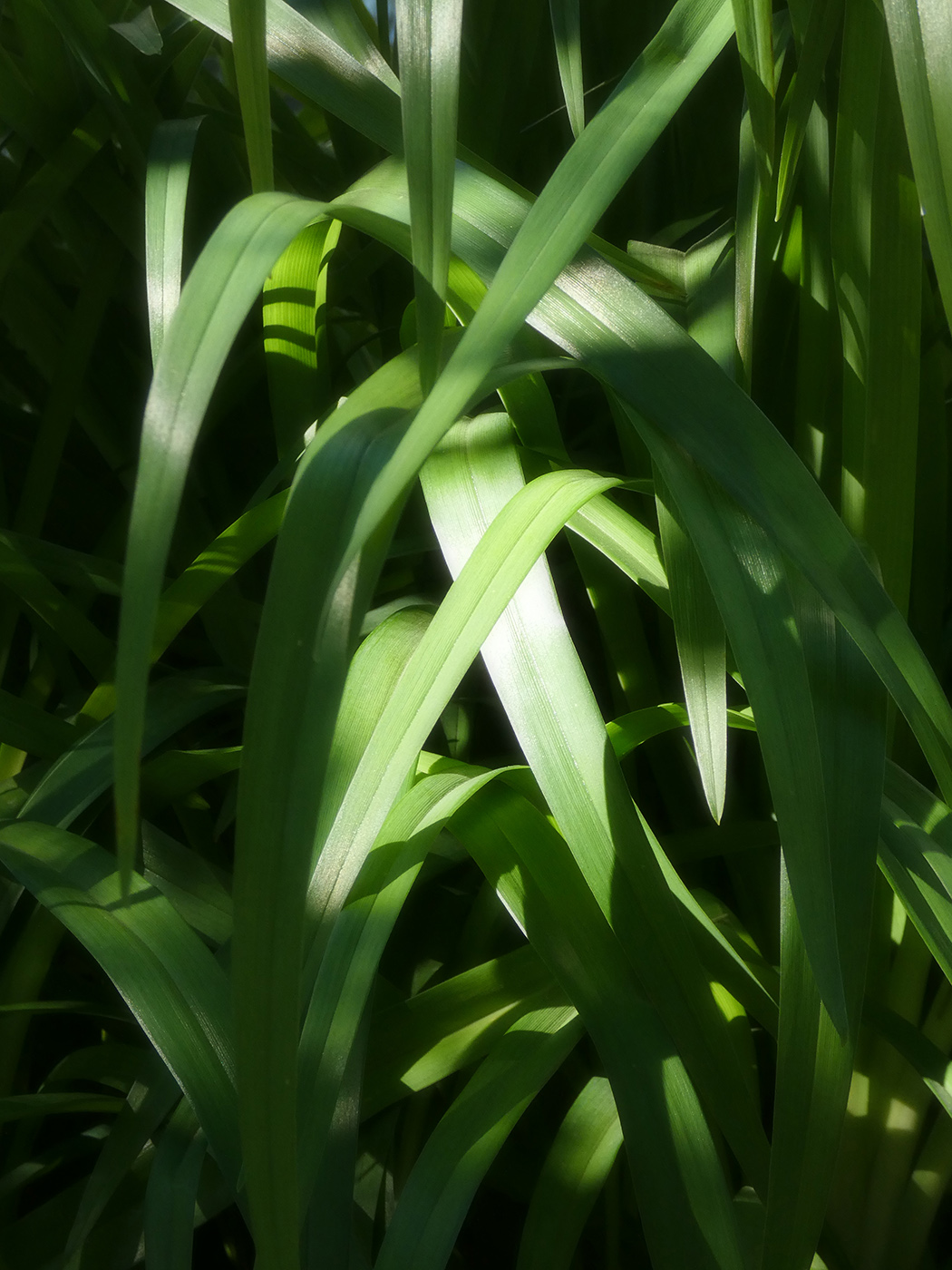 Image of Unknown species specimen.