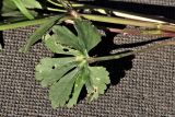 Ranunculus fallax