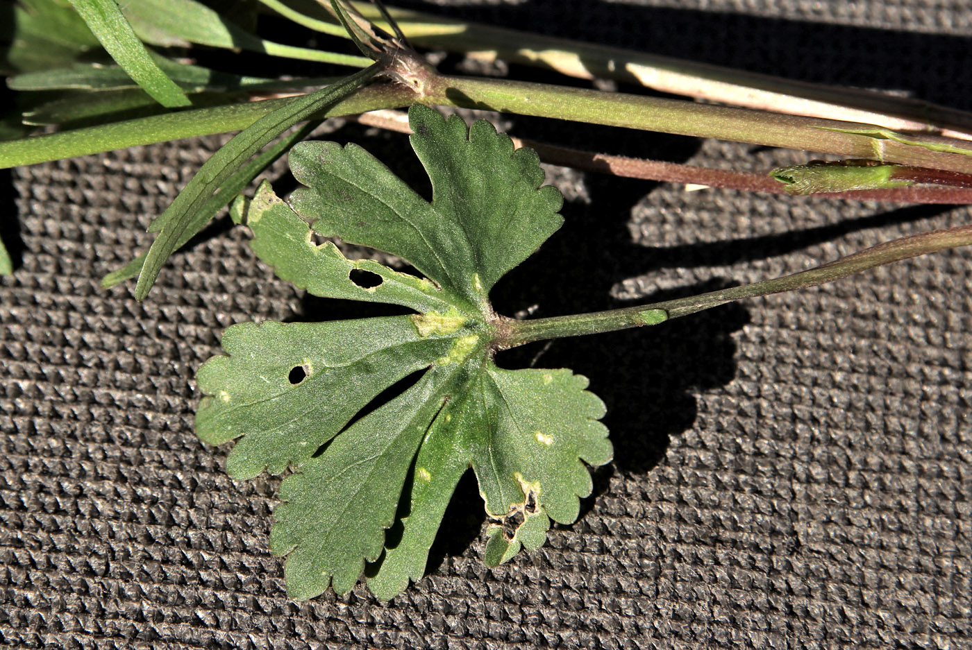 Image of Ranunculus fallax specimen.
