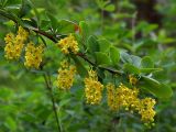 Berberis orientalis. Цветущая ветвь. Киев, ботанический сад им. акад. А.В.Фомина (Киевского университета). 18 мая 2011 г.