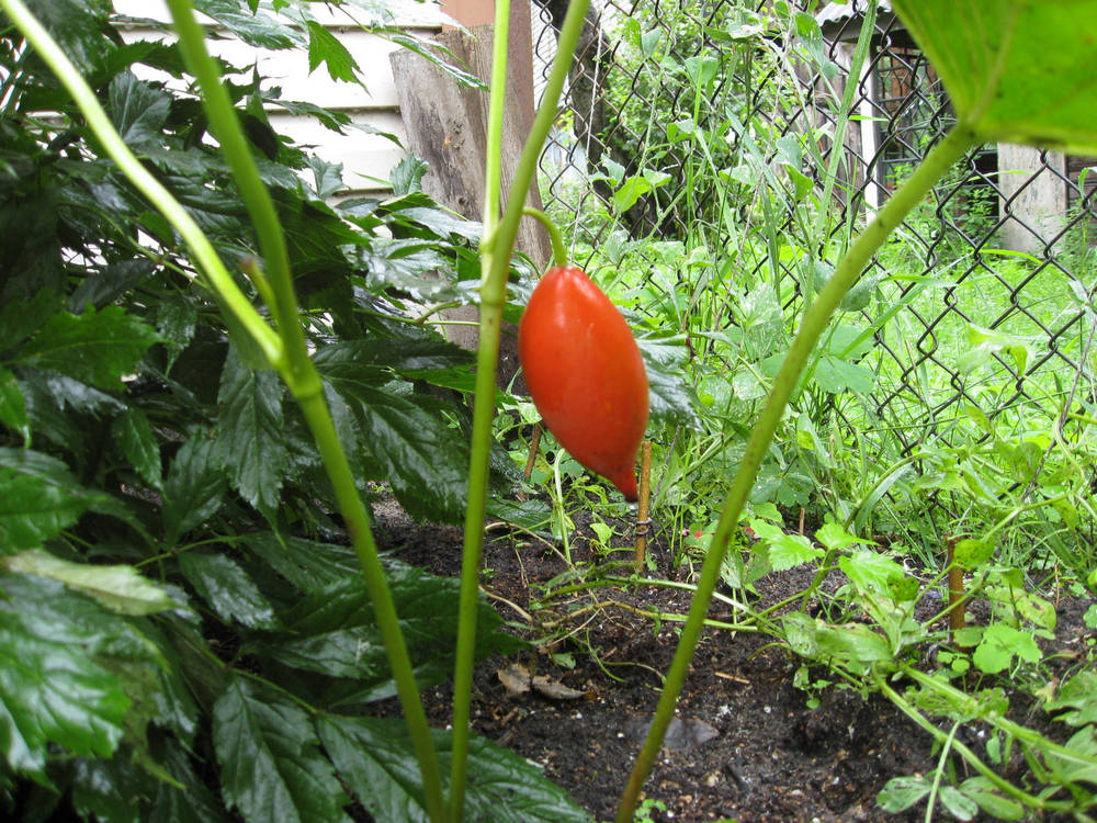 Image of Sinopodophyllum hexandrum specimen.