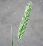 Agropyron