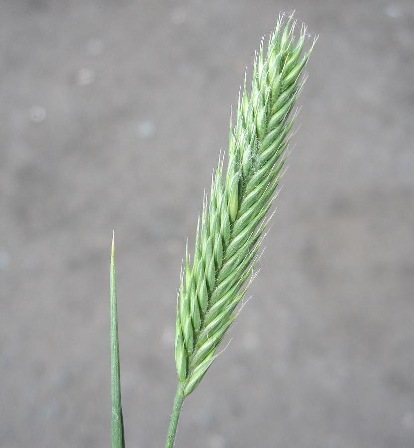 Image of genus Agropyron specimen.