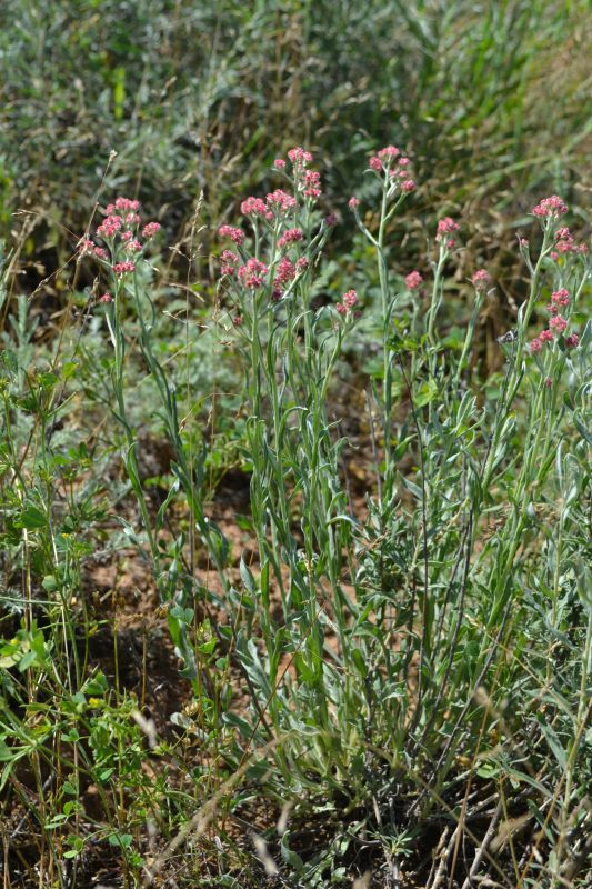 Изображение особи Helichrysum nogaicum.