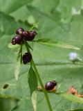 Cardamine bulbifera. Верхушка растения (высотой 25 см) с выводковыми луковичками. Украинские Карпаты, Свалявский район, в ольшанике возле с. Солочин.