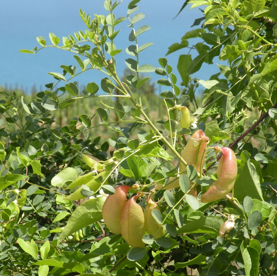 Изображение особи Colutea arborescens.