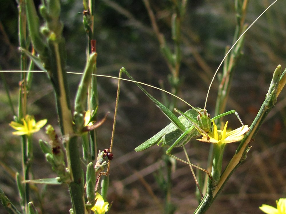 Image of Scariola viminea specimen.