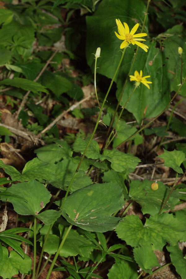 Изображение особи Dolichorrhiza renifolia.