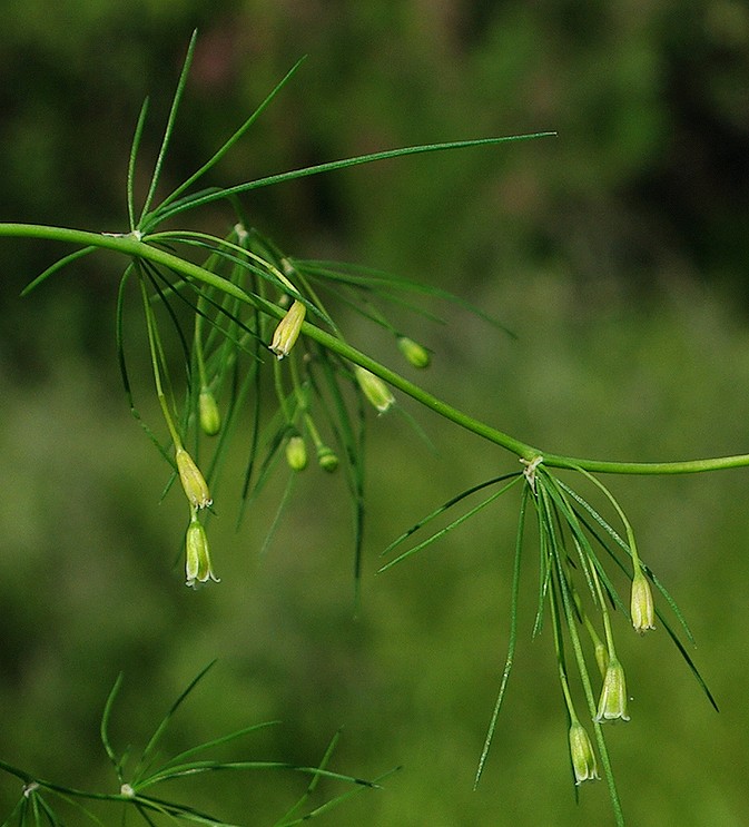 Изображение особи Asparagus neglectus.