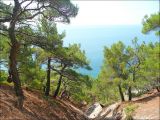 Pinus pityusa