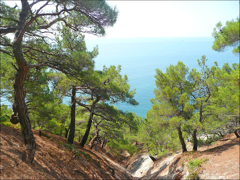 Image of Pinus pityusa specimen.