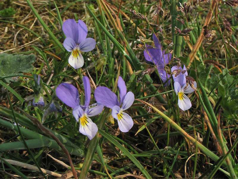 Изображение особи Viola maritima.