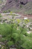 genus Prangos. Зацветающее растение. Таджикистан, Гиссарский хр., ущелье Сингисафат. 1450 м н.у.м. 29.04.2011.