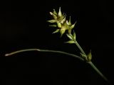 Carex spicata. Соплодие. Санкт-Петербург, Дудергофские высоты, широколиственный лес. 26.07.2008.