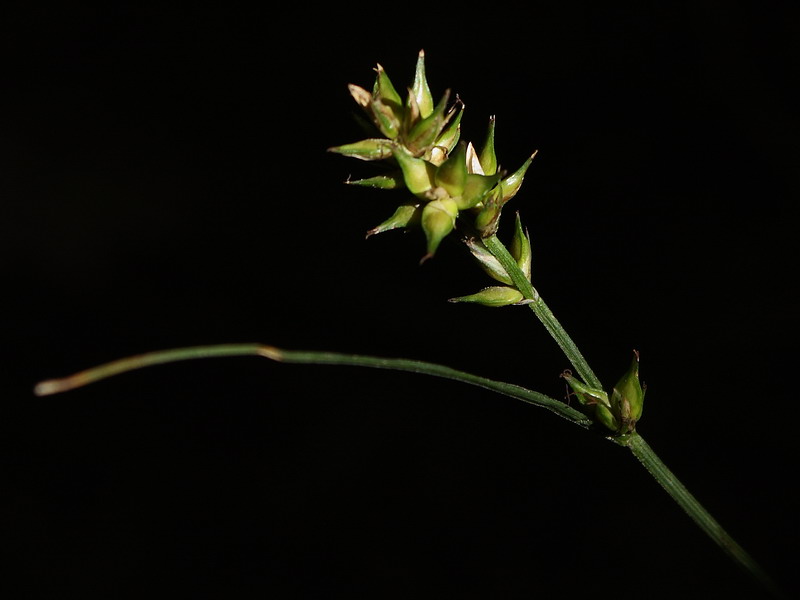 Image of Carex spicata specimen.