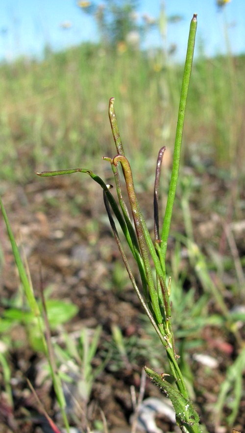 Image of Arabis borealis specimen.