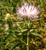 Centaurea iberica. Верхушка побега с нераскрывшимся (слева) и раскрывшимся соцветием. Копетдаг, Чули. Июнь 2011 г.
