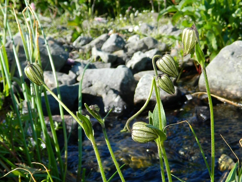 Image of Gastrolychnis uralensis specimen.