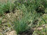 genus Festuca