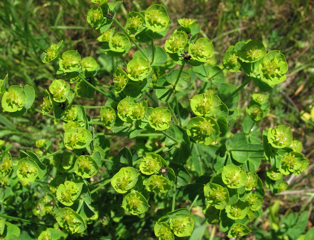 Изображение особи Euphorbia borodinii.