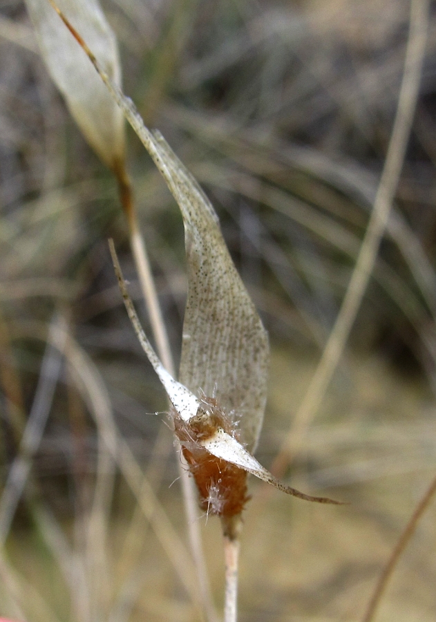 Image of Lygeum spartum specimen.