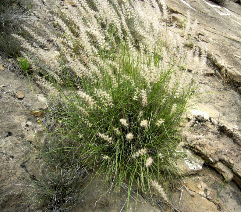 Image of Pennisetum orientale specimen.