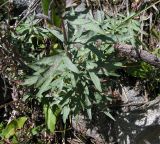 Artemisia leucophylla
